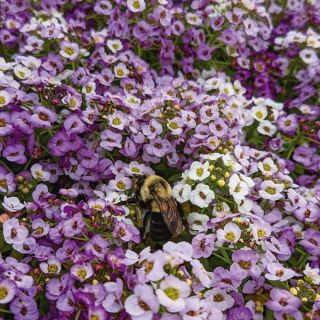 Clear Crystal Lavender Alyssum Thumbnail